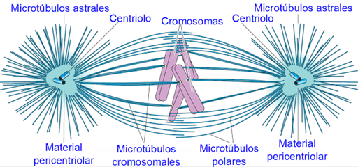 En la metafase los microtúbulos de los centriolos generan una apariencia de estrella.