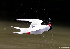 Common Tern by Elliot Montieth
