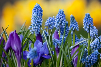 fiori-08