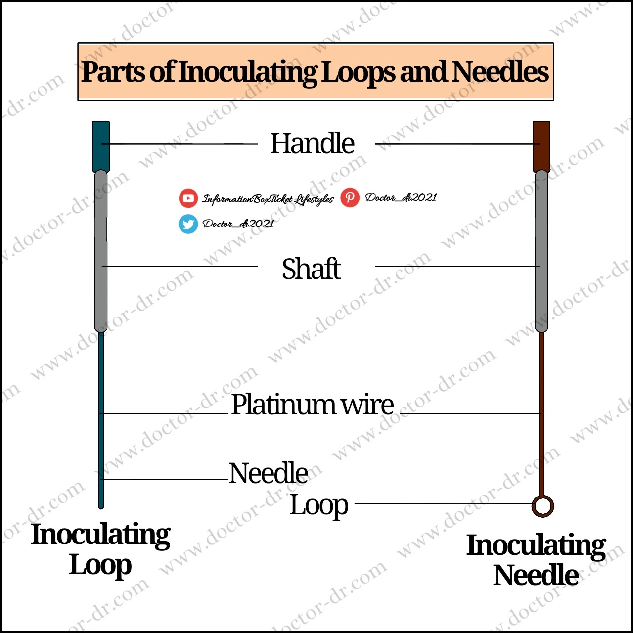 Handle: To apply the inoculating loop or needles without becoming fatigued, grasp the handle portion of the loop or needle. It comes in an insulated or non-insulated version and is made of aluminum and brass. It has an 8-inch grip. Shaft: The loop shaft is made of nickel-plated steel. PVC is used to insulate the shaft of the loop handle, providing the user with additional thermal protection. Turret: It can contain platinum or nickel-chromium wire. Loop: The extremity of the platinum or nichrome wire attached to the turret is twisted to form a loop structure. The metal is oxidation and high temperature resistant. The loop has a diameter between 2 and 5 millimeters. Needle: It is essentially the same as the loop but makes use of a single wire.