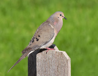 Mountain Dove HD Wallpapers