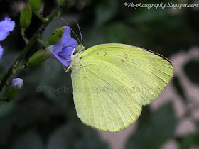 Common grass yellow butterfly