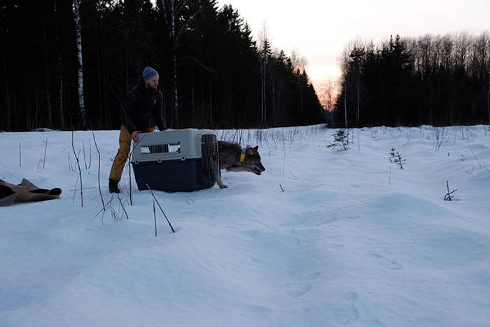 Two Workers In Estonia Saved A Wolf From Frozen Lake, Thinking It Was A Dog