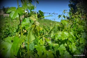 Grapevines