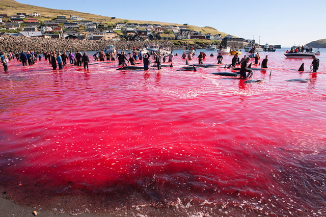 Two Sea Shepherd Crew Arrested In Faroe Islands For