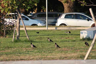 Hooded Crows Walk Through Thessaloniki.