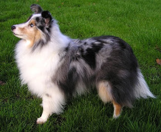 shetland sheepdog dog coat color pets info hound picture
