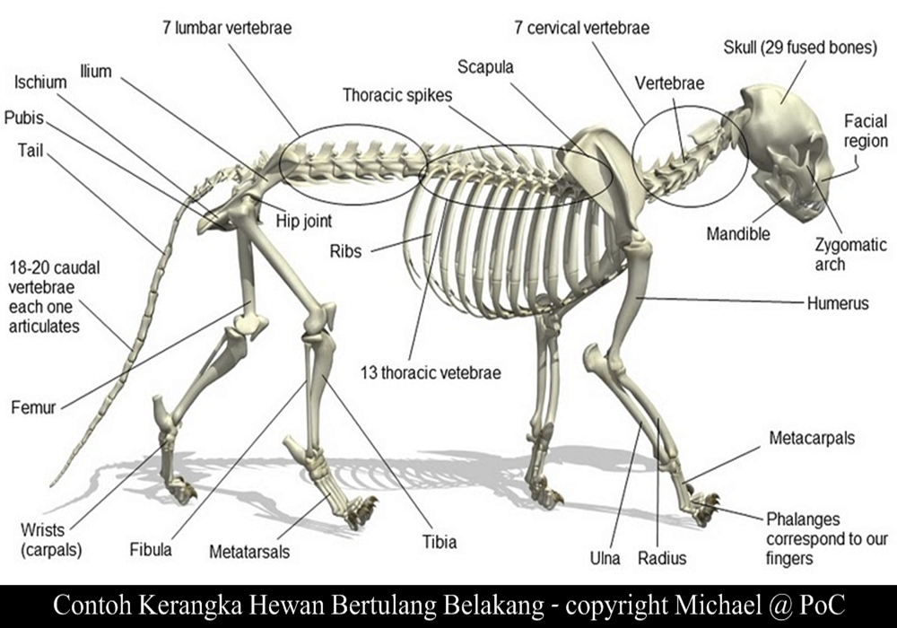 Gambar Kerangka  Hewan Bertulang Belakang Klik OK