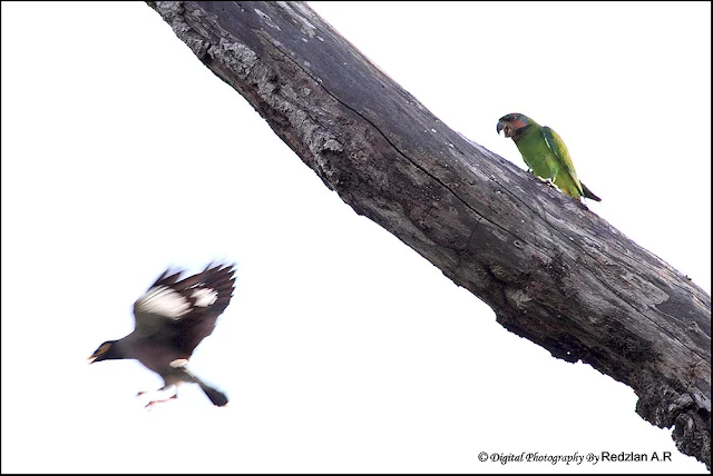 Parakeet and Myna