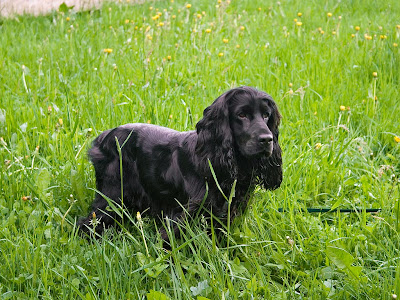 English Cocker Spaniel Picture