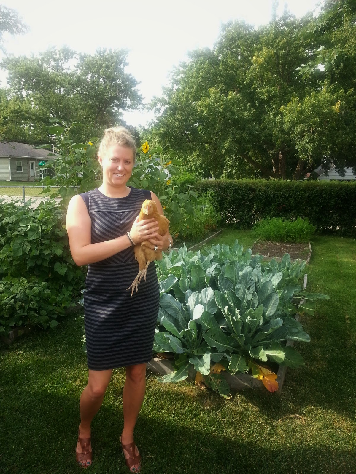 5 Ways To Feed Chickens On A Budget Homegrown In The Valley