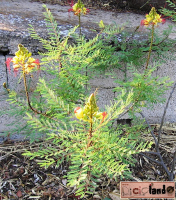 sviluppo Poinciana Riciclando