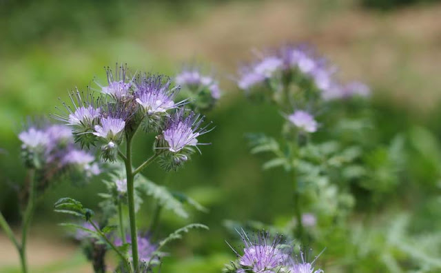 Phacelia Tanacetifolia Flowers Pictures