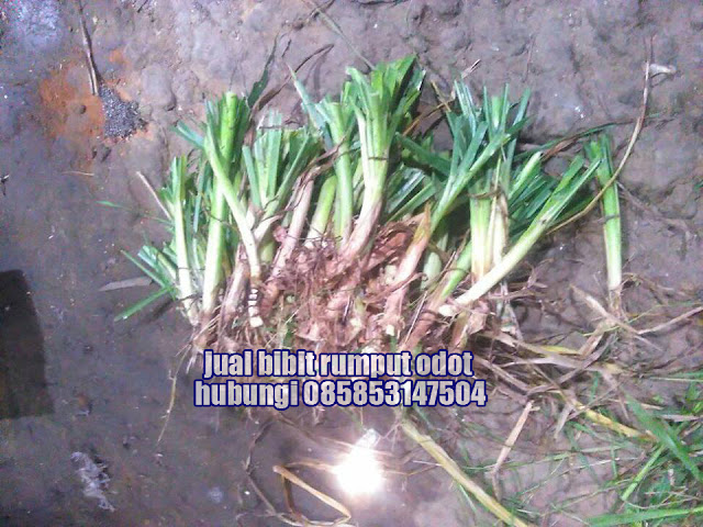 Jual Bibit Rumput Odot Medan