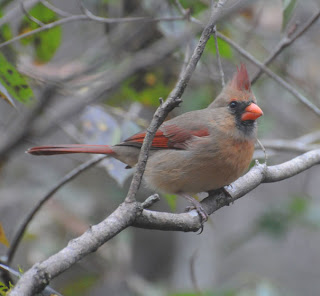 Female Northern Cardinal at Audubon's Francis Beidler Forest by Mark Musselman