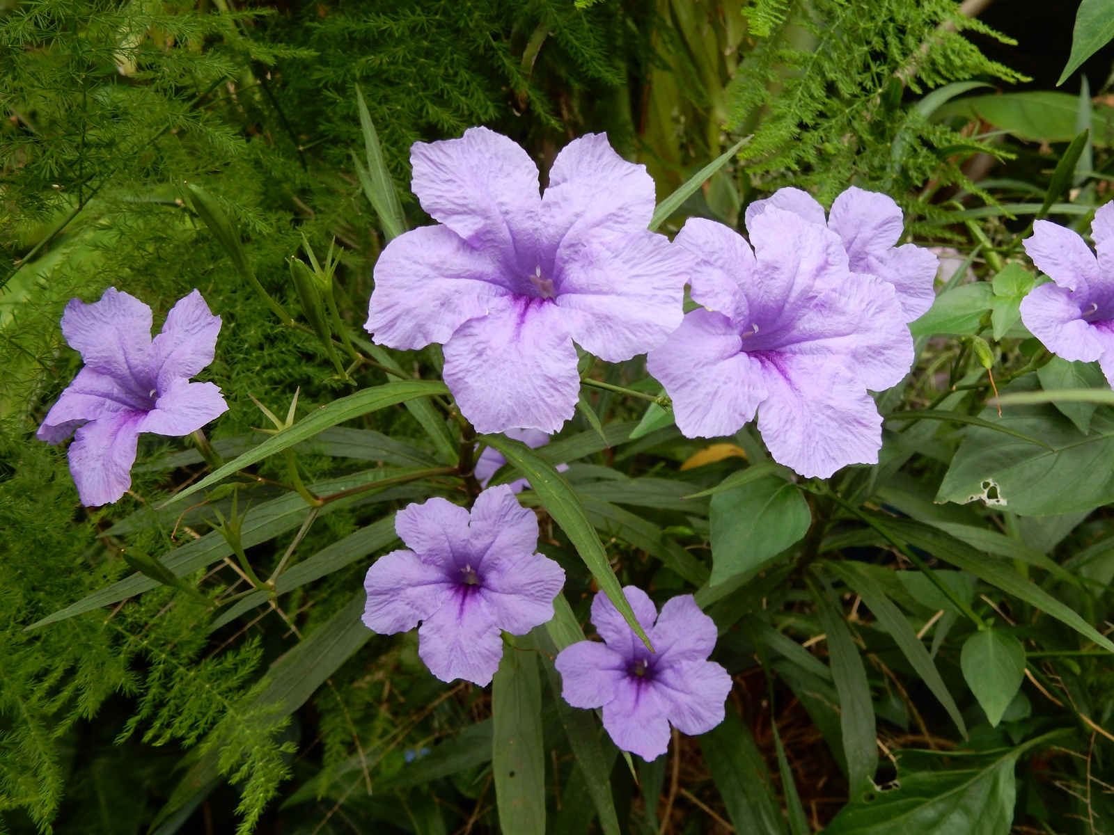 Peter S Blog 紫花蘆利草 翠蘆莉