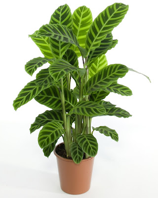 Calathea zabrina