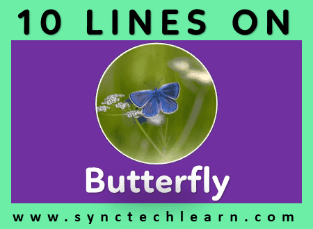 short essay on butterfly