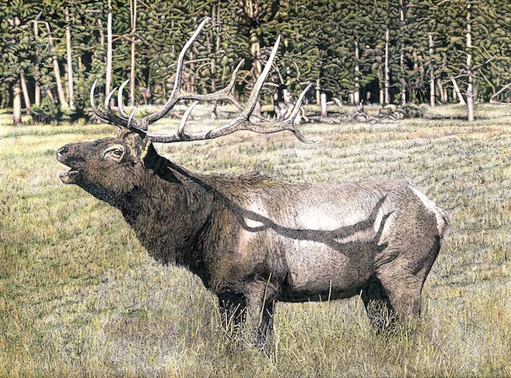 Elkflattened72dpi-2014-01-31-19-25.jpg