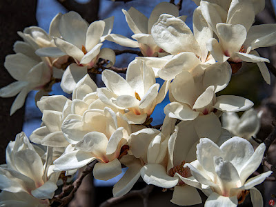 Haku-mokuren (Yulan magnolia) flowers: Kita-kamakura
