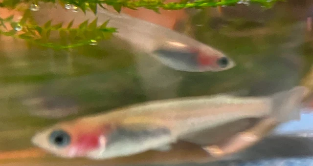 ラズリーメダカ 稚魚 １９９日目