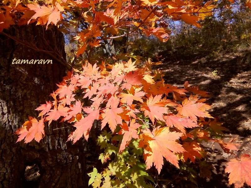 Клён ложнозибольдов (Acer pseudosieboldianum)