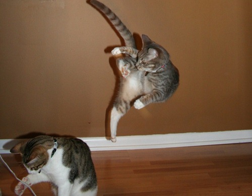 cute-cat