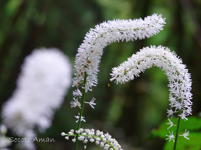 Cimicifuga simplex