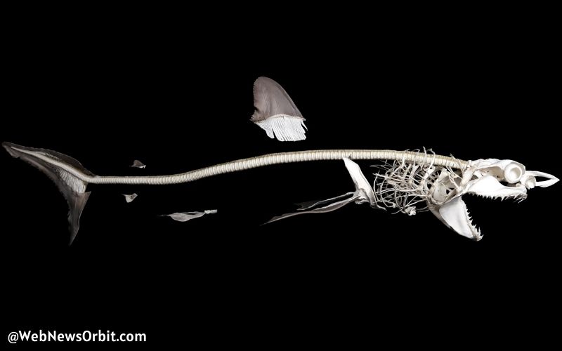 How Many Bones Does a Shark Have_ Unveiling the Fascinating Anatomy 2 - Web News Orbit