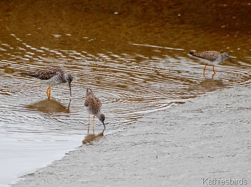 21. yellowlegs-kab
