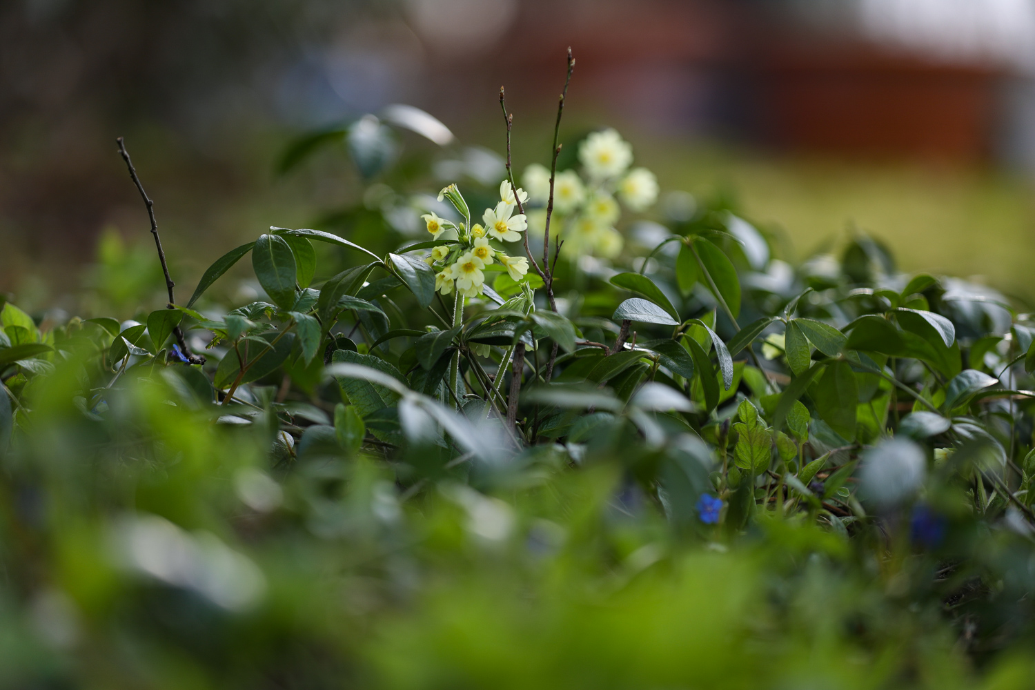 primula-100outdoor