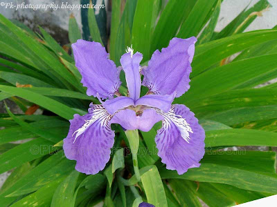 Blue Iris Flower