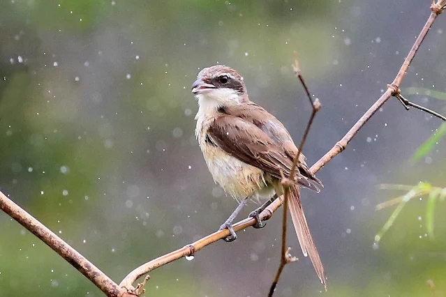 Brown shrike perched on bamboo tree in the rain