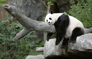 sleeping Panda HD Wallpapers