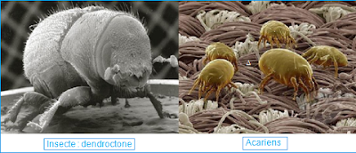 Le microscope électronique à balayage