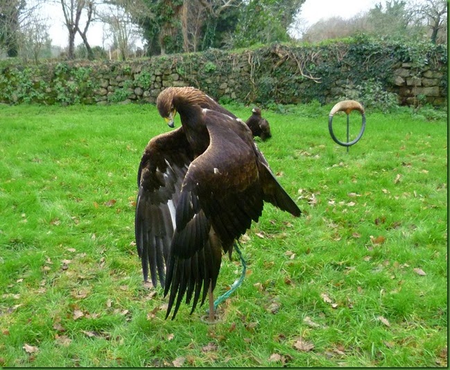 P1090147aigle au perchoirrr