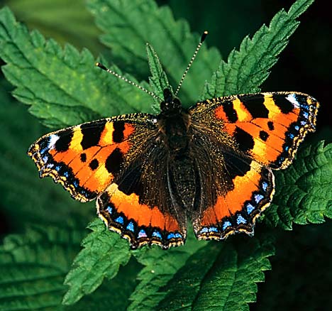  she saw a Butterfly which was flying all over the garden