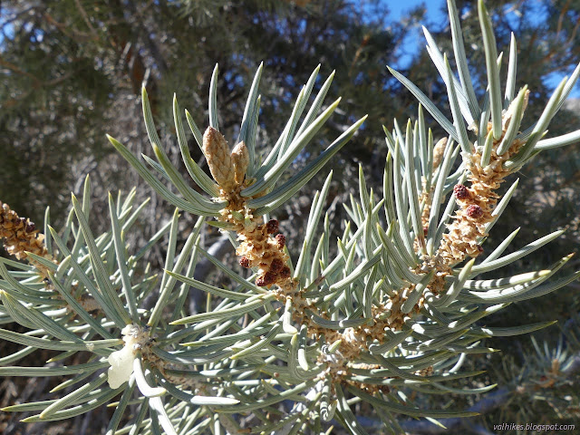 21: stout pine needles