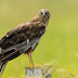 Eurasian Marsh Harrier