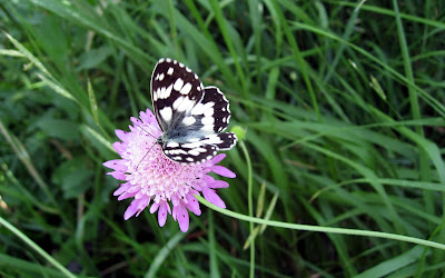 Butterfly Photo