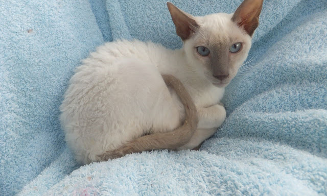 Latest white and cream Cornish Rex Kitten image  