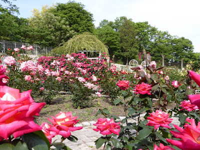 花博記念公園鶴見緑地のバラ園