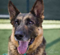 The regal Bear, a senior German Shepherd Dog was adopted in San Diego