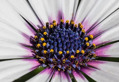 Testing the Canon Extension Tube EF25 II On Tiny Flowers - Cape Town