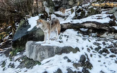 Alpenzoo, Innsbruck