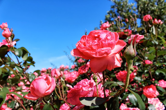 Rose Garden Photo by ChatterBlossom #rose #garden