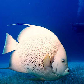  Gambar  Ikan  Hias Berwarna  warni  Cantik di Laut