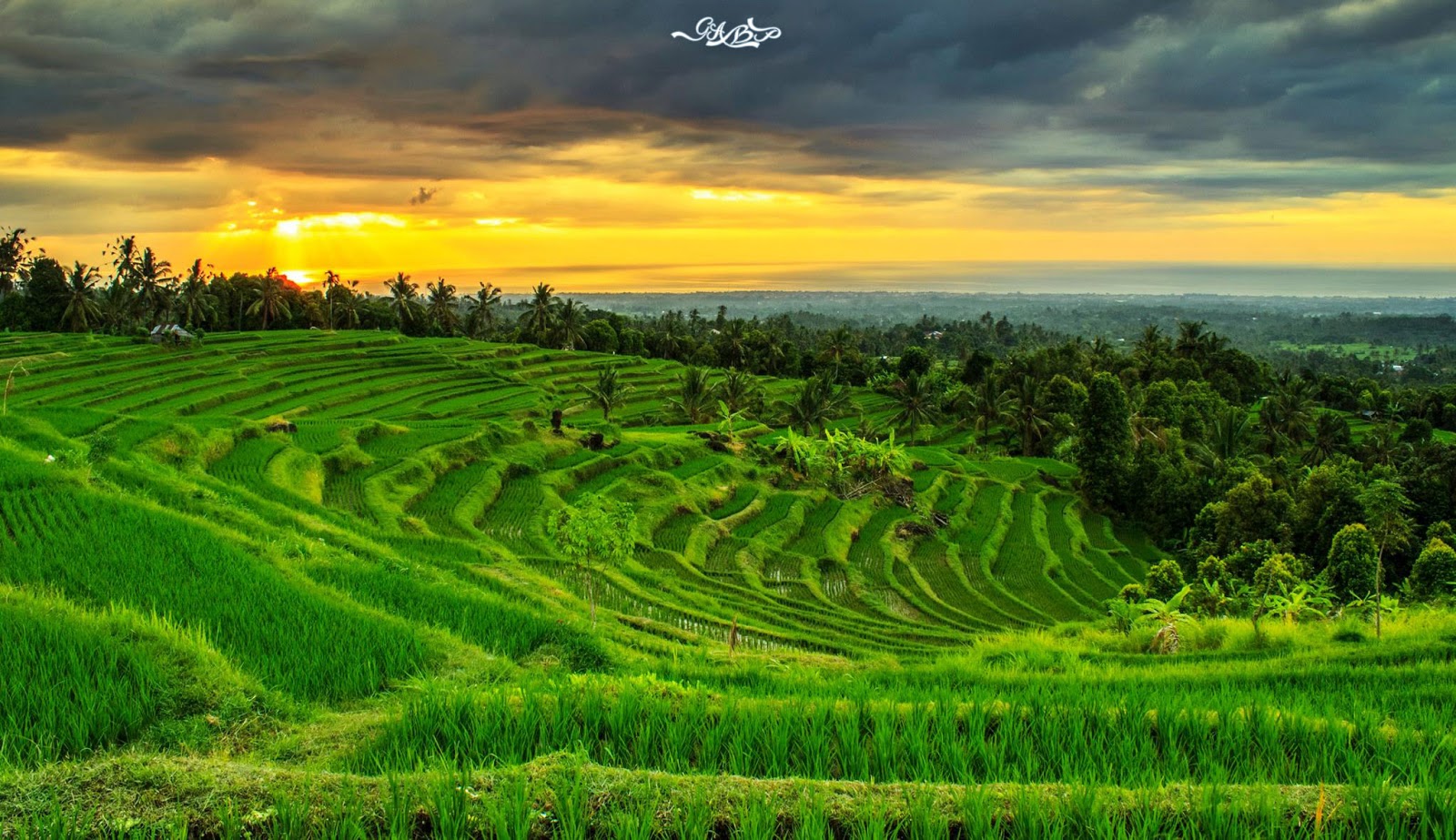 Gambar Pemandangan Sawah yang Indah - Gambar Kata Kata