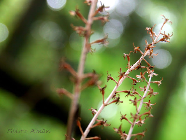 Neottia acuminata