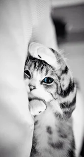 36 Imagens Encantadoras De Gatos Fofos Lindos E Engraçados Para Sorrir e Se Encantar.